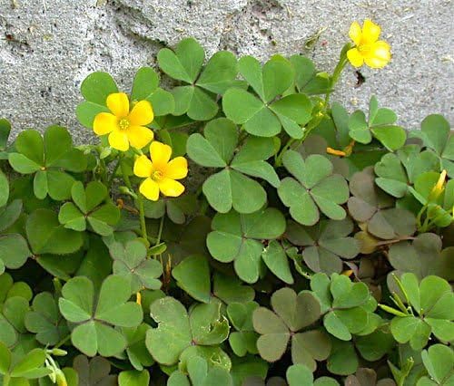 Yellow Wood Sorrel Seeds – Pack of 10 | Oxalis Stricta | Bright Yellow Flowering Herb | Easy-Grow Seeds