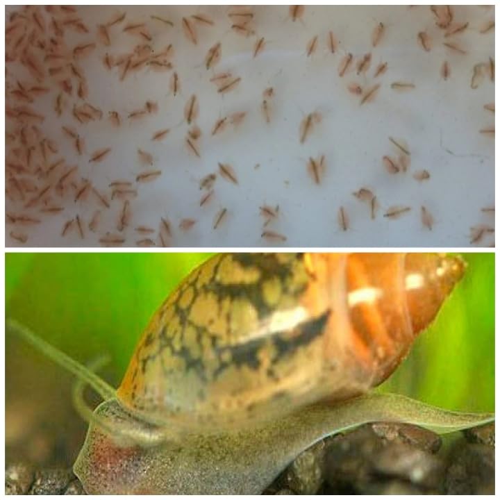 Feeder Mix of 50+ Water Daphnia and 30 Ex Sm/Sm/Med Bladder Snails -Great Feeder for Your Freshwater Life and AXOLOTS OR Cleaner for Your Tank-Please See Our Shipping/Return POLICLY