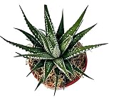 Haworthia fasciata 'superwhite', Live Succulent Fully Rooted in 4" Pots with Soil Mix, Rare House Plant for Home Office Indoor Outdoor Wedding Decoration, DIY Projects, Party Favor Gift