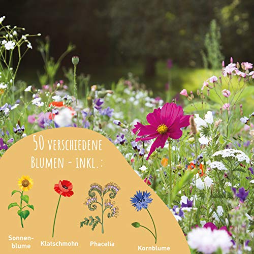 Blumenwiese Samen von Valeaf, 200g für 200m²