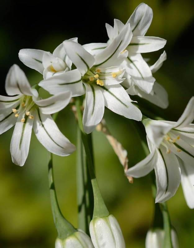 Allium Splendor A Guide Colorful Gardening Allium Flower Bulbs