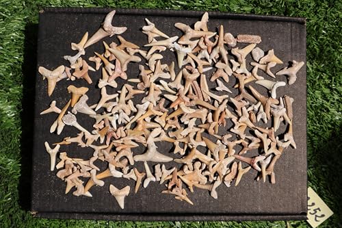 Image of Great Collection of Shark Teeth Fossil Shark Teeth Fossils for Kids Fossils from Morocco A252