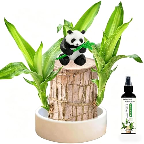 Kirosy Brazilian Wood Plant Brazilian Lucky Wood Plant Nutrient Solution Included