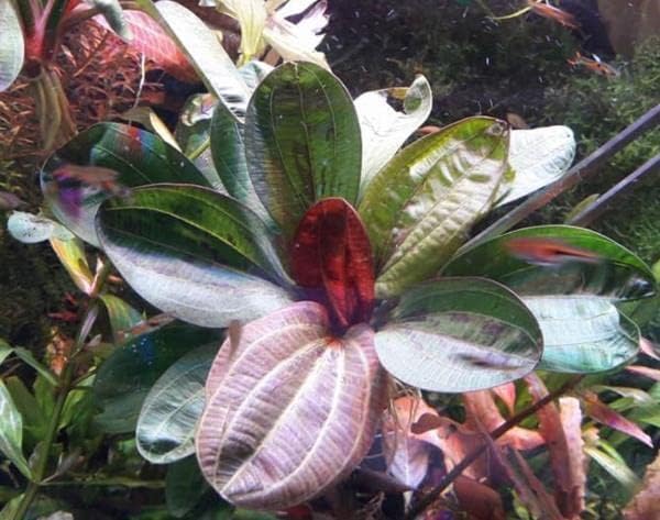 Miniatura 2 de Plantas de acuario vivas en maceta  Plantas acuáticas de agua dulce para acuarios (Hadi Pearl)