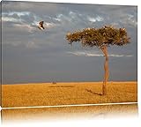 Brancard de pin vautours impressionnants pullulent dans la savane Toile, XXL photos complètement encadrée avec de grandes images de coin, art impression sur la photo murale avec cadre, moins cher que la peinture ou une peinture à l\'huile, pas une affiche ou bannière
