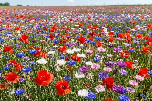Wildflower Seed Cornfield Annual Red English Poppy Cornflowers Mix British Garden Native Mix (10 Grams)