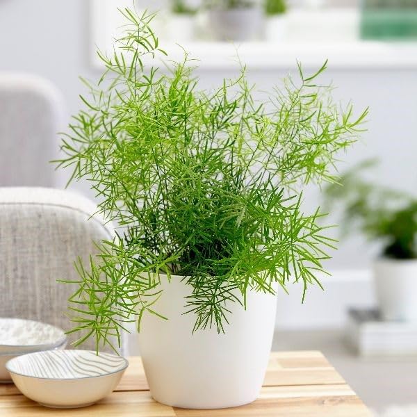 Mphmi Live Plant Nursery NCR Nurseryplant Wild Asparagus, Shatavari - Plant (B0C4H1BHT3) Amazon Price History, Amazon Price Tracker