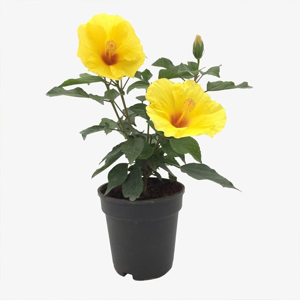 Delorea Live Hibiscus/Gudhal Yellow Double Flower Plant (1 Plant) (B09G6WJ2FK) Amazon Price History, Amazon Price Tracker