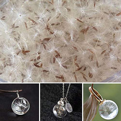 Flor prensada natural seca para decoración y joyería miniatura 5