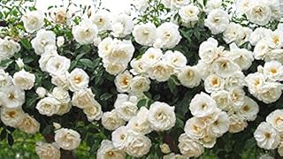 10pcs Climbing Rose Vine Flower Seeds Climber Fragrant (White)