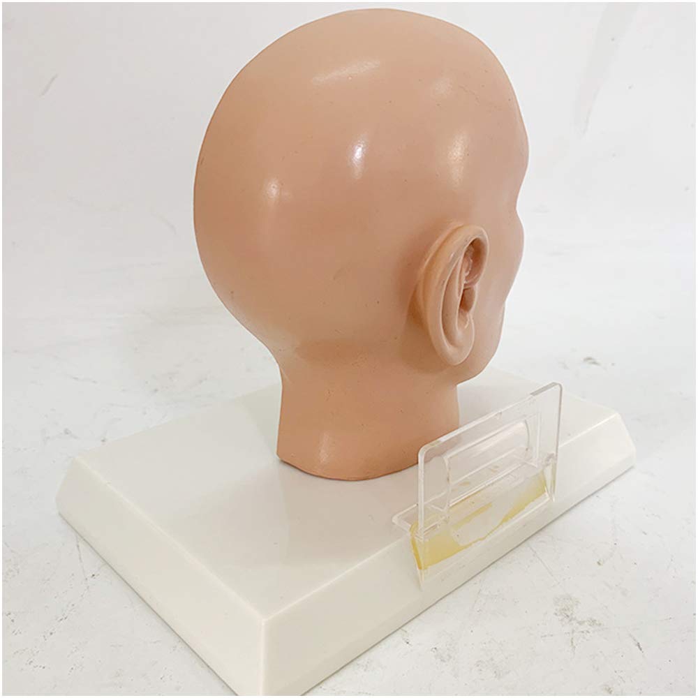 Testa Modello Anatomico - Modello di Faccia A Mezza Testa Anatomica Umana - Modello Anatomico Scientifico per Mezza Testa Fatta - per Insegnamento Medico Aiuto di Formazione Educativa