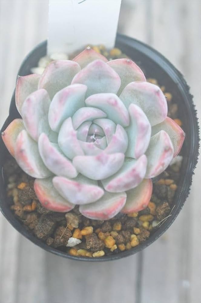 136. 多肉植物 キャラリアン 830円【抜き苗】 136. 多肉植物 キャラリアン 830円【抜き苗】 136. 多肉植物 キャラ