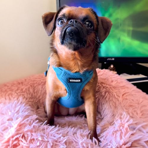 Voyager Verstellbares Hundegeschirr mit Reflektorstreifen by Best Pet Supplies - Strapazierfähige Ganzkörperweste ohne Zugkraft mit Leinen-D-Ring, atmungsaktiv, Türkis, size M