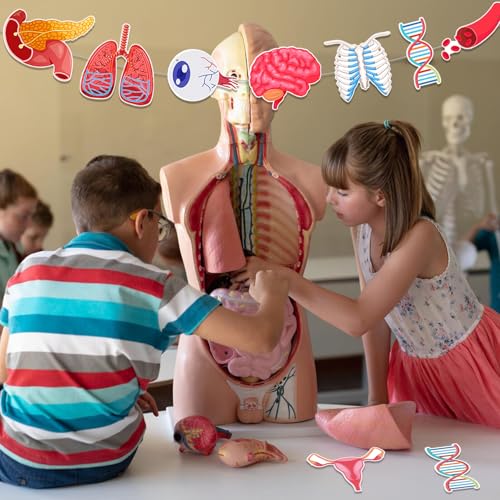 4 Schnüre 28 Stück Anatomie-Themen-Hängende Banner, menschliche Körperteile Lern-Ausschnitte Girlande für Klassenzimmerdekoration, Wissenschafts-Partybedarf, Schulmaterialien und Arztpraxis-Deko