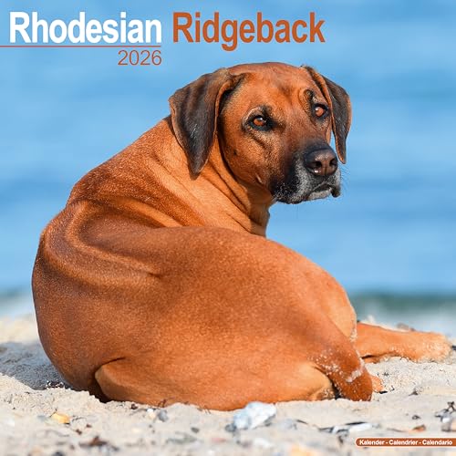 Rhodesian Ridgeback 2026 Calendar | Square Wall Calendar | Dog Breed Gift | Plastic Free Packaging | by Avonside Publishing