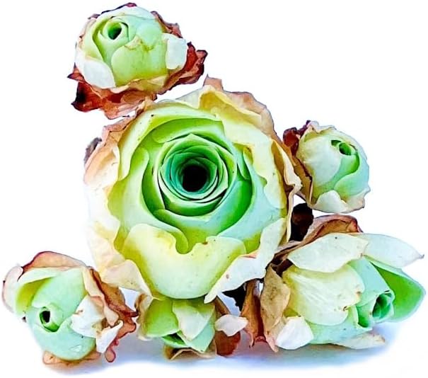 One Greenovia Mix Cluster, Mountain Rose with Multiple Rosette Heads, Live Exotic SucculentPlant - Sold Individually (Small)