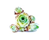 One Greenovia Mix Cluster, Mountain Rose with Multiple Rosette Heads, Live Exotic SucculentPlant - Sold Individually (Small)