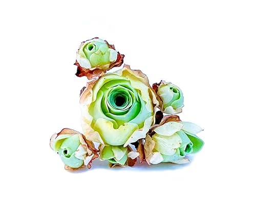 One Greenovia Mix Cluster, Mountain Rose with Multiple Rosette Heads,