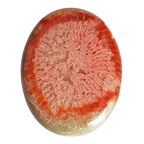 Cabochon ovale naturel en corail fossile rouge 30ct pour pendentif agatisé de l'Utah