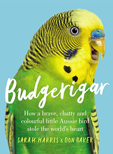 Budgerigar view 2