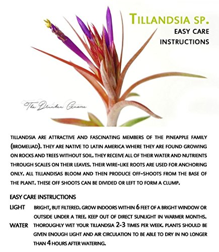 Small Air Plants - 3 Ionantha - 1 To 2 Inch Air Plants - Color & Form Varies By Season - 30 Day Guarantee On Tillandsia From The Drunken Gnome (3, Small 1-2") #TOP5