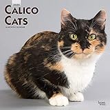 schildpatt katze baby  Calico Cats - Schildpatt Katzen 2020 - 16-Monatskalender: Original BrownTrout-Kalender [Mehrsprachig] [Kalender] (Wall-Kalender)