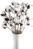 Minnhua 20pcs Baumwollzweig Natürlich Baumwolle Deko Zweige Getrocknete Blumen Trockenblumen Baumwollpflanze Kunstblumen Weiss Dekoblumen Getrocknete Zweige für DIY Vase Hochzeit Dekoration