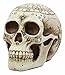 Ebros Gift Solar Astrology Celestial Skull Statue Ancient Prophecy Cartography Relic Map Skull Cranium Decorative Figurine Ossuary Macabre Skulls and Skeletons Decor