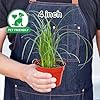 3' Ponytail Palm – Beaucarnea recurvata Live Plant #4