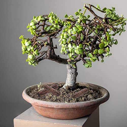 Doitool 3Pcs Tree Stumps, Fairy Garden Miniature Tree Stump Decor Dollhouse Supplies Micro Landscape Decor Mini Tree Stump Resin Moss Terrariums Bonsai Decor #TOP1