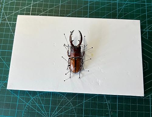 Image of EVA Foam Insect Pinning Board - Pose Insects Specimen Mounting Board for School Lab Science Entomology Education Project /Bugs Collection (L Size, 1PACK)