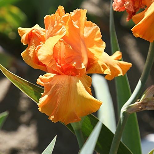Reblooming Bearded Iris Concertina Early Season Blooming - 1 Large Rhizome - Blooms Twice in One Year | Ships from Easy to Grow