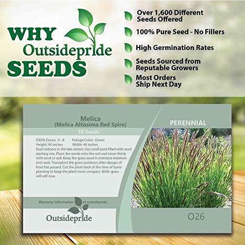 Outsidepride Perennial Melic Red Spire Ornamental Grass & Wildlife & Bird Forage - 500 Seeds #TOP2