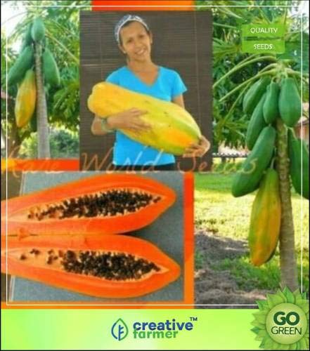 Pinkdose Thaïlande Nain Papaye Fruit Graine haute croissance Belle Dwarf Graines de papaye fruits de jardin semences Cover