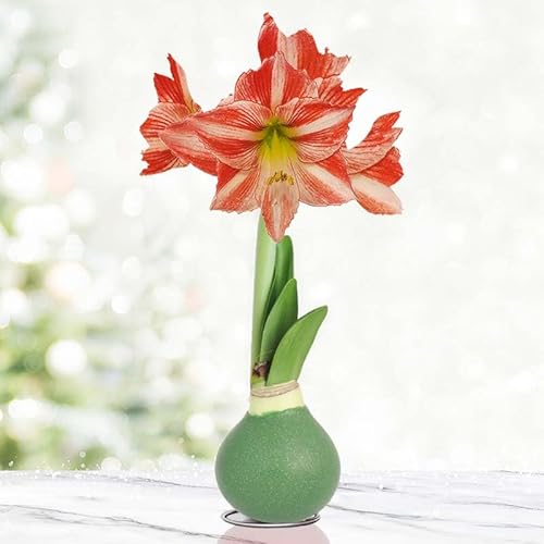 Holiday Traditions Opal Star Waxed Amaryllis Flower Bulb with Stand, No Water Needed