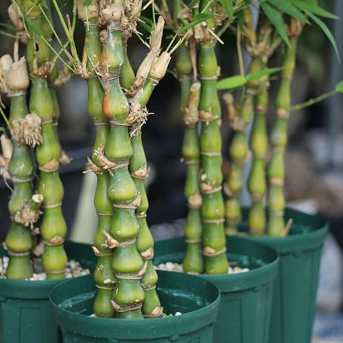 Live Buddha’s Belly Bamboo Plant – Dwarf Ornamental Bonsai for Ho...
