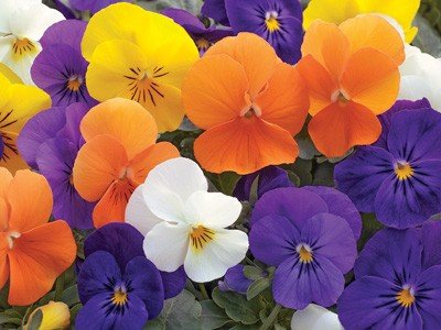 Viola Penny All Season Mix 1,000 Seeds