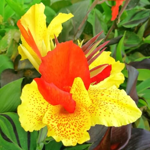 10+ Perennial Canna Cleopatra Flower Plant Seed Outdoor-Exotic Cleopatra Flowers