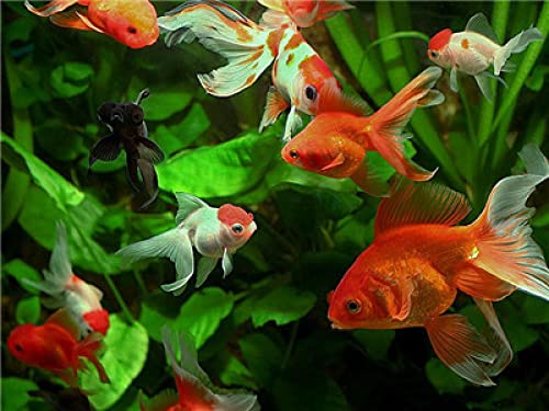 Peinture au diamant 5D kit poisson rouge broderie point de croix strass complet 30x40cm