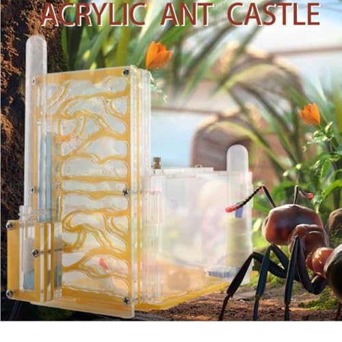Ameisennest, Acrylnest, Urlaub, Geburtstagsgeschenk, T-Design, Futterbereich, Ameisenfarm für Schlafzimmer, Küche, Wohnzimmer (Rot)