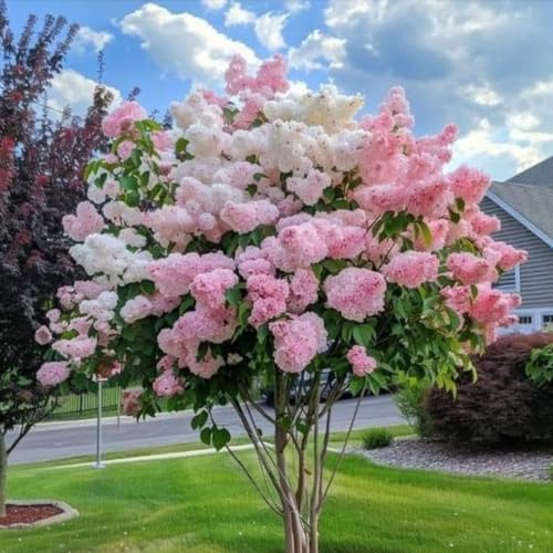 Hydrangea Bush Tree Plants Live 5-9 Tall No Pot Dormant in Winter Change Color Perennial Planting Indoor Outdoor Long Lasting Blooms Flower (Can Trim as Tree Pink White)
