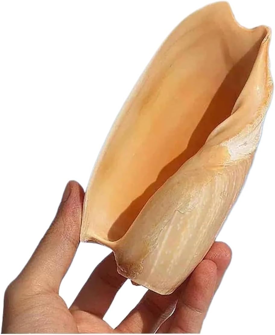 Large Natural Conch Seashells for Fish Tank Decoration Creative Home Decor(13~15cm)