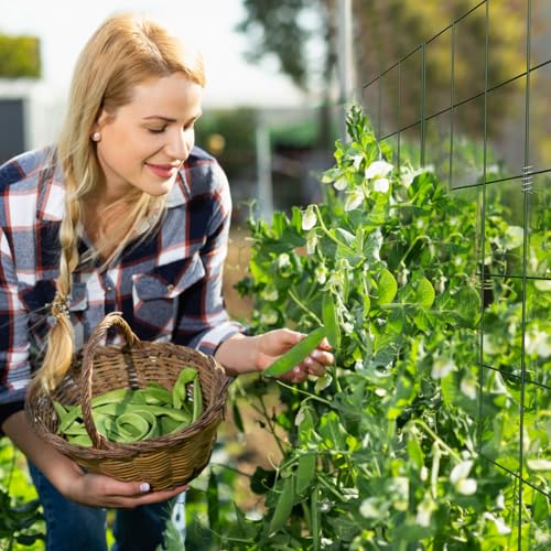 DOEWORKS Cucumber Trellis, 39" High Foldable A Frame Garden Trellis, 2 Pack, Plant Support for Climbing Cucumber, Beans, Tomatoes, Flowers, Green by DOEWORKS - Used condition - Image 6
