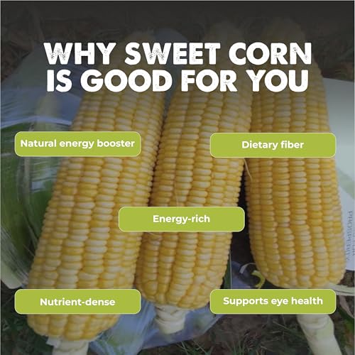 Image of Sweet Corn (Meetha Makka) (20 Seeds) Vegetable Seeds for Home Garden, Organic & Hybrid, Perfect for Home Gardening, Planting For Pots and Patio