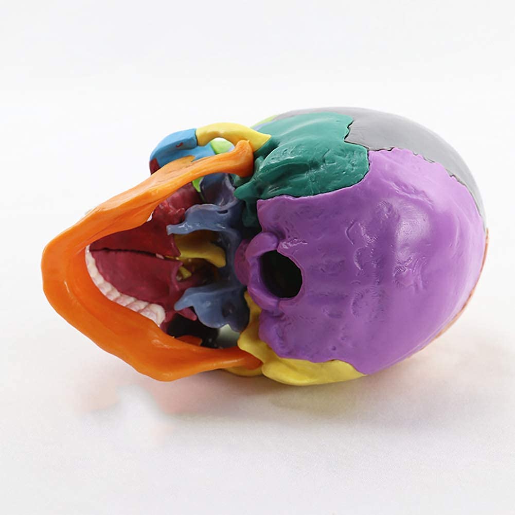 Modello educativo Dipinto Modello Testa Umana Modello Cranio Anatomia Modello anatomico scientifico per la Scienza Anatomica Modello di insegnamento
