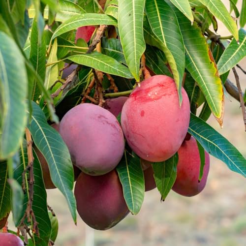 mango espaldera di balcone semi biologici mango semi biologici interni letto elevato per balcone 4pcs