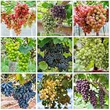 200 Piezas Semillas De Uva Orgánicas - Uvas - Plantas De Interior, Maceta Con Semillas Semillas De Uva, Comprar Regalos Para Los Amantes Del Jardín. Fruta Fresca, Decoración Salón
