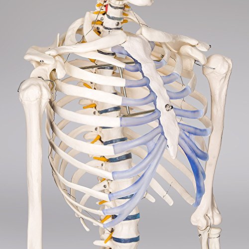 RONTEN Human Skeleton Model, Anatomical Skeleton lifesize 70.8 in, Including Booth + Cover + Poster