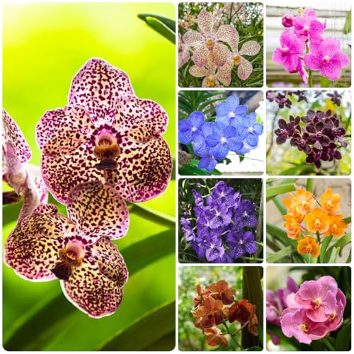 semillas de orquidea vanda   perennes, resistentes exóticas 180pcs