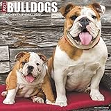 Just Bulldogs 2020 Wall Calendar (Dog Breed Calendar)